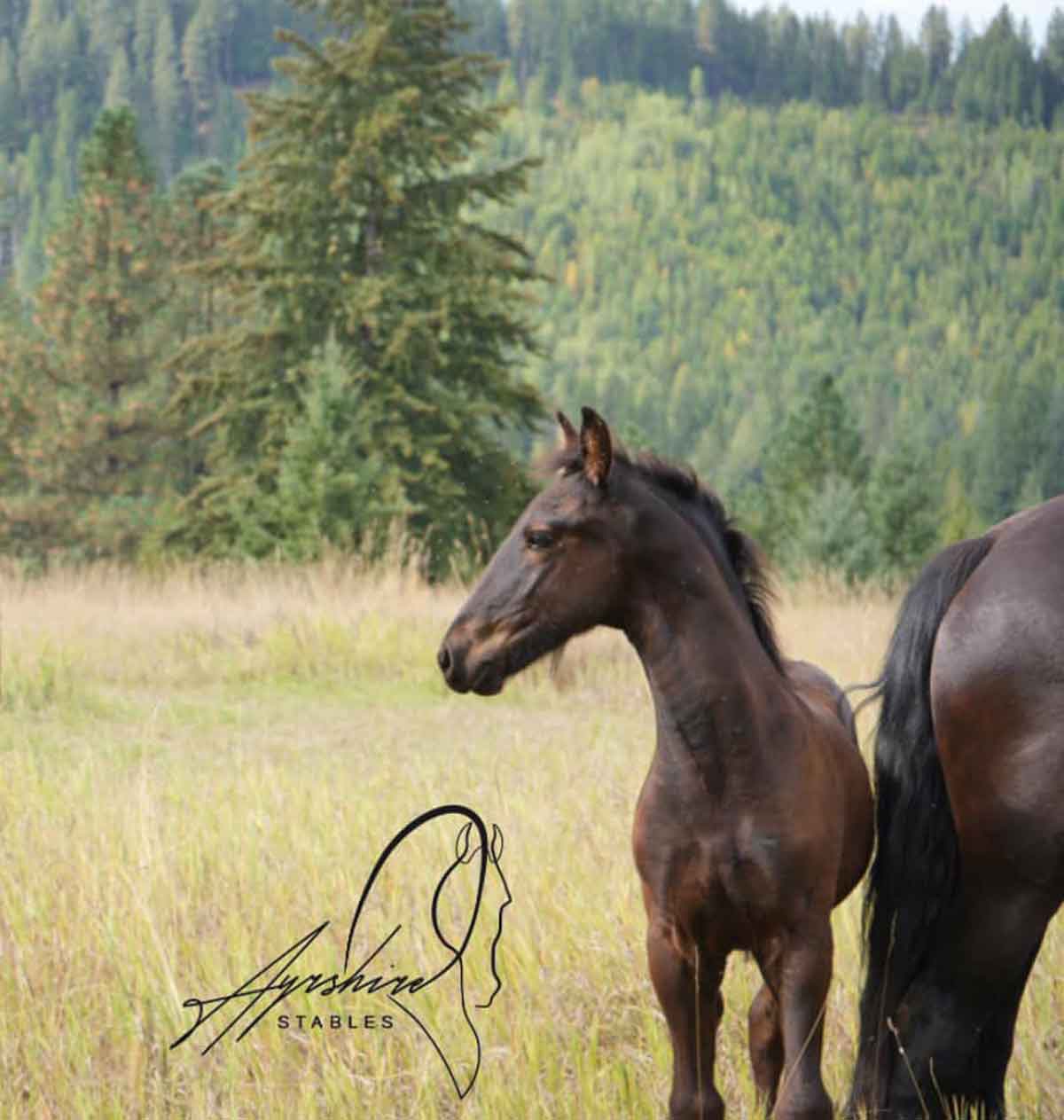 2024-Alrik-Ayrshire-Stb-Colt