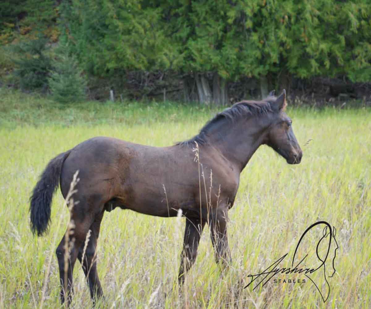 2024-Alrik-Ayrshire-Stb-Colt