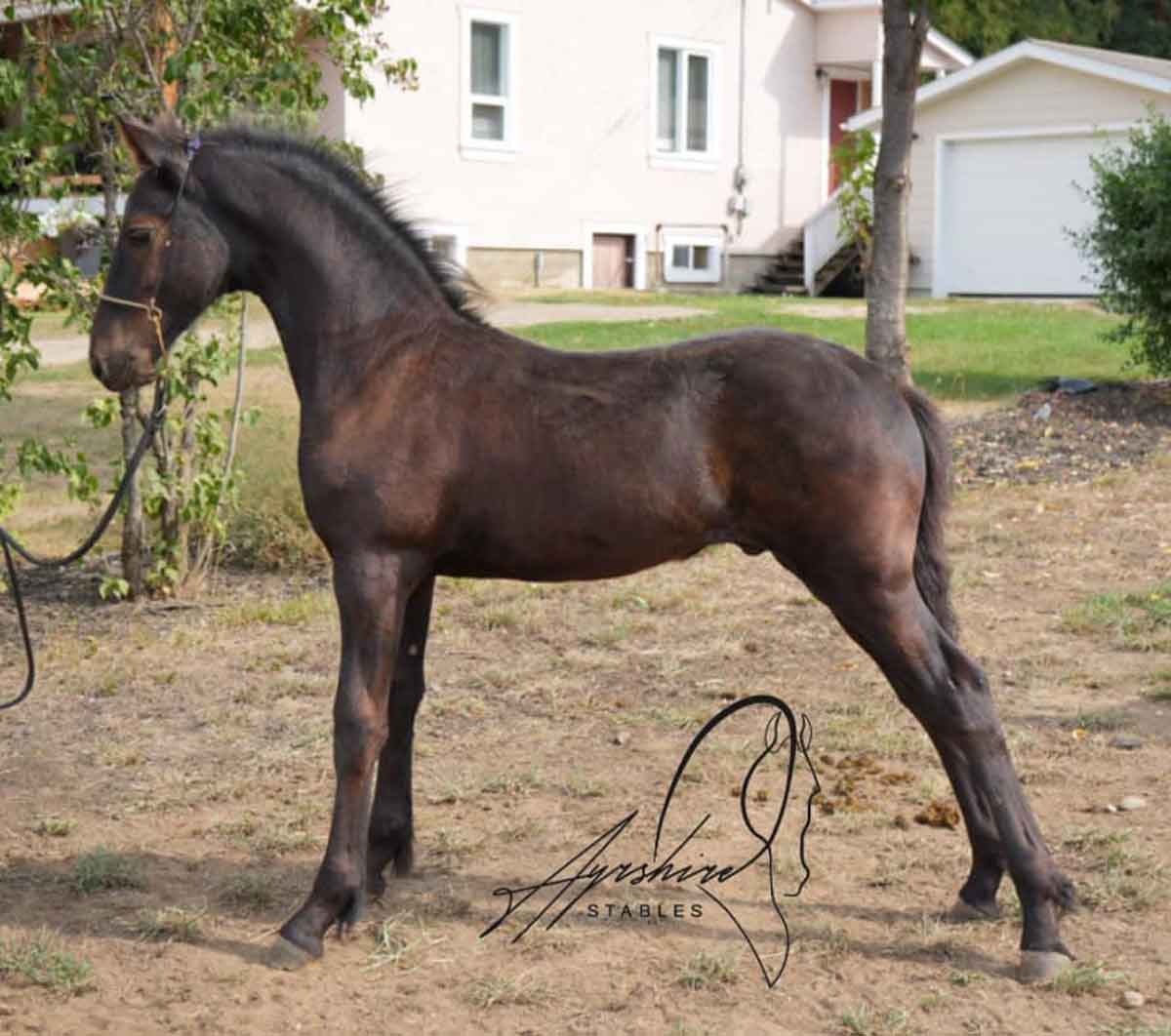 friesian colt for sale