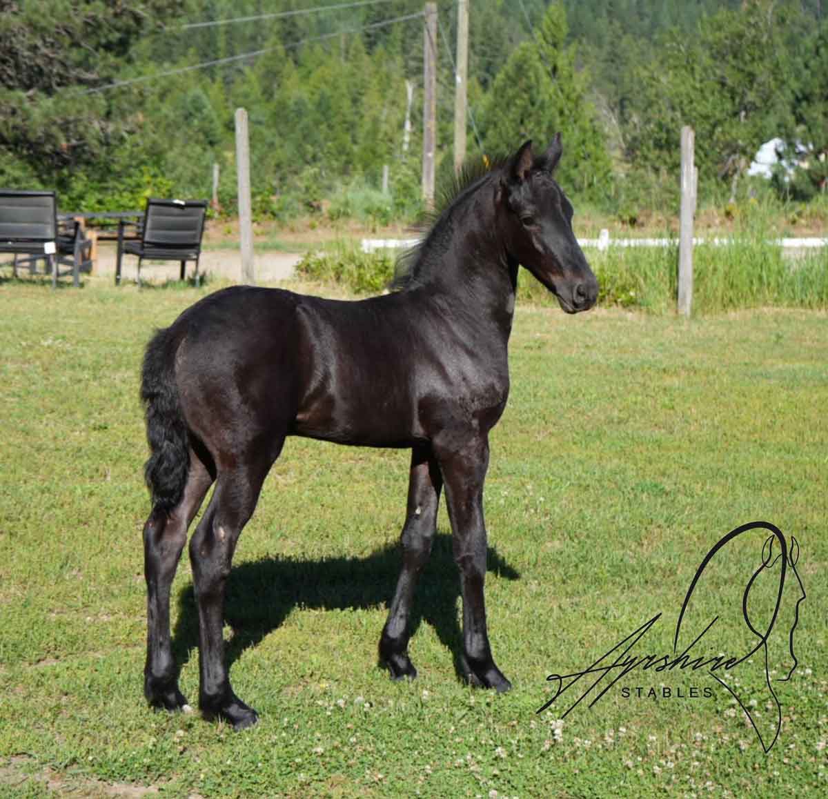 Aaltsje-Ayrshire KFPS Registered Friesian Colt for sale