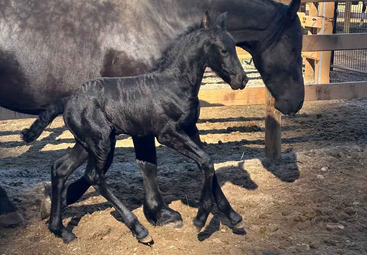 Amerentske-Ayrshire-Stb-2024-Friesian-Filly