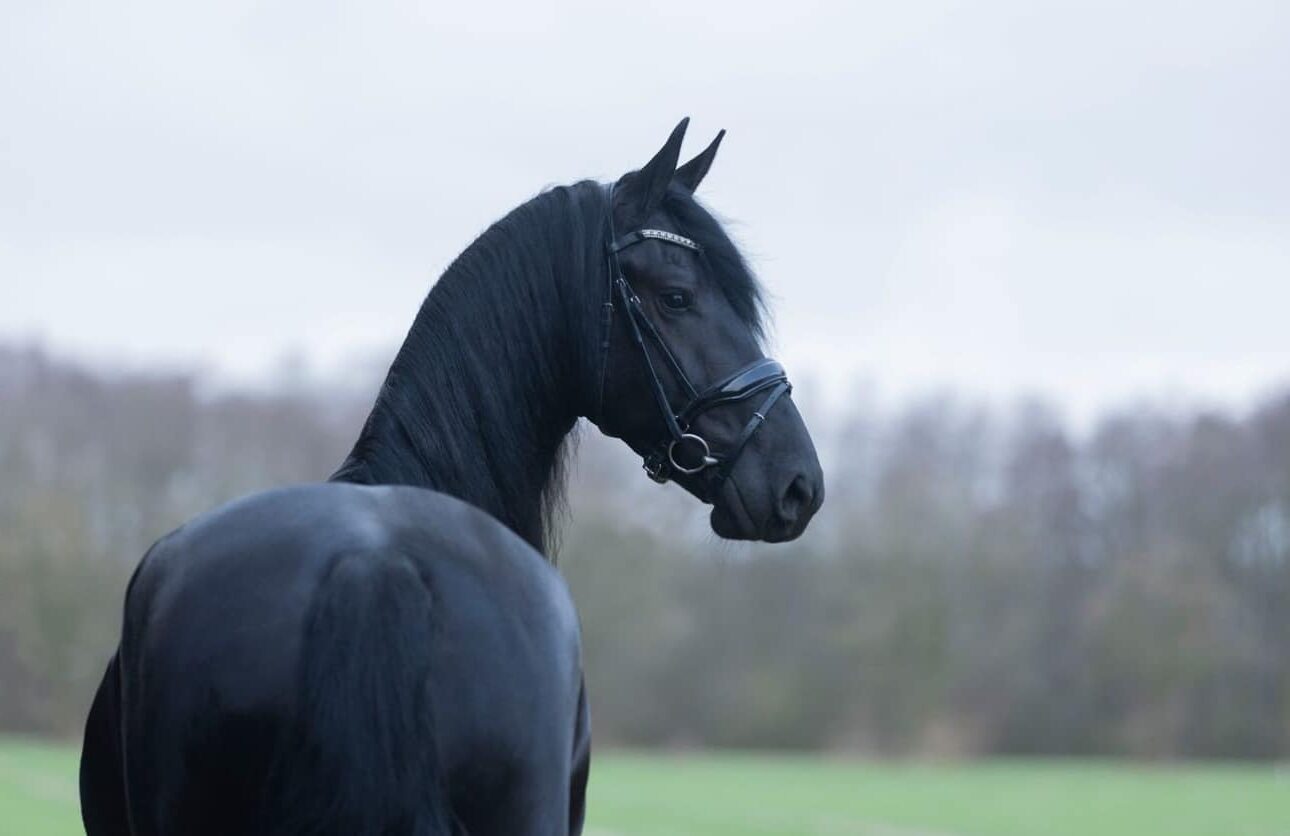 friesian mare ayrshire stables