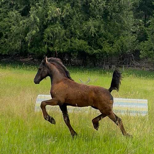 Djuke-Ayrshire-Stb-2025-friesian-colt-for-sale-nelson-bc