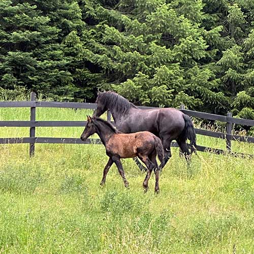 Draco-Ayrshire-Stb-2025-friesian-colt-for-sale-nelson-bc