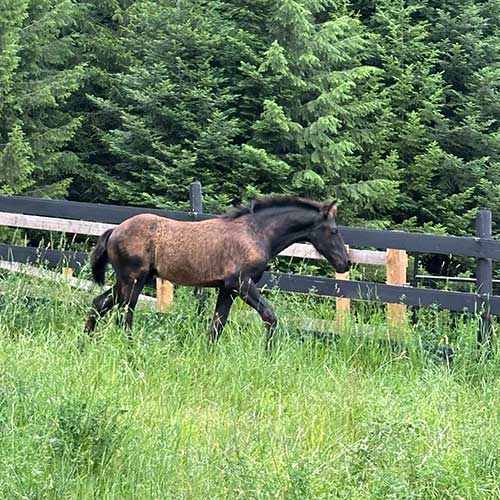 Draco-Ayrshire-Stb-2025-friesian-colt-for-sale-nelson-bc