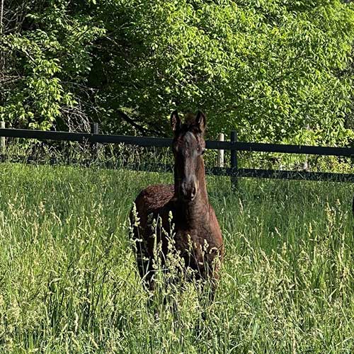 Falco-67-Ayrshire-Stb-2025-friesian-colt-for-sale-nelson-bc