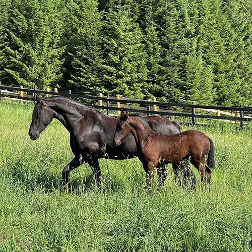 Falco-67-Ayrshire-Stb-2025-friesian-colt-for-sale-nelson-bc